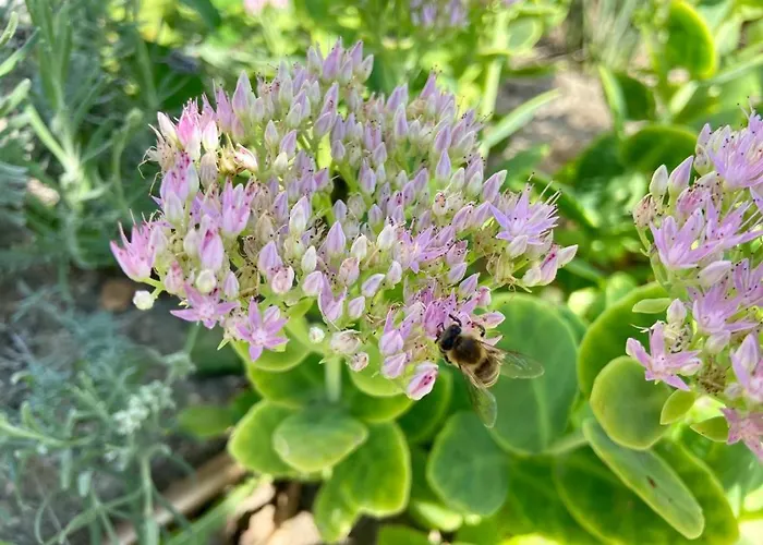 Lägenhet Hellobalaton